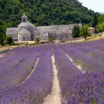 provenza-cruceros-lavanda